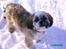 Shih tzu Anton - Jeg har lige været til hunde klipper 