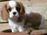 Cavalier king charles spaniel Donna - Billede nr. 2 af Donna, ud fra disse 2 billeder blev hun min!