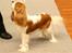Cavalier king charles spaniel Donna - Donna på udstilling - ikke så gammel.
