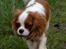 Cavalier king charles spaniel Donna - Donna i haven.