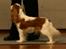 Cavalier king charles spaniel Donna - Udstilling igen, og hun kan lide det!