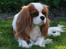 Cavalier king charles spaniel Donna - Donna slapper a´.