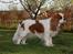 Cavalier king charles spaniel Donna - I haven