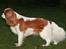 Cavalier king charles spaniel Donna - Donna fotograteret om aftenen i haven.