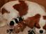 Cavalier king charles spaniel Donna - Donna som puslemor.
