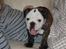 Engelsk bulldog All Inclusive - Daimi - Oppe i sofaen hos mor - Det er hygge!