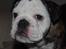 Engelsk bulldog All Inclusive - Daimi - 11 uger