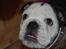 Engelsk bulldog All Inclusive - Daimi - 11 uger og meget farlig :)