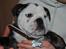 Engelsk bulldog All Inclusive - Daimi - Oppe hos far...