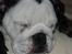 Engelsk bulldog All Inclusive - Daimi - 12 uger gammel
