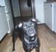 Amerikansk staffordshire terrier Amy