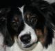 Australian shepherd Undomiel