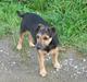 Tysk jagtterrier laika