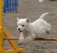 West highland white terrier Mickey