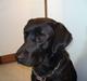 Labrador retriever Iviv (R.I.P.)
