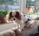 Cavalier king charles spaniel Vanilla