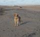 Golden retriever cocco