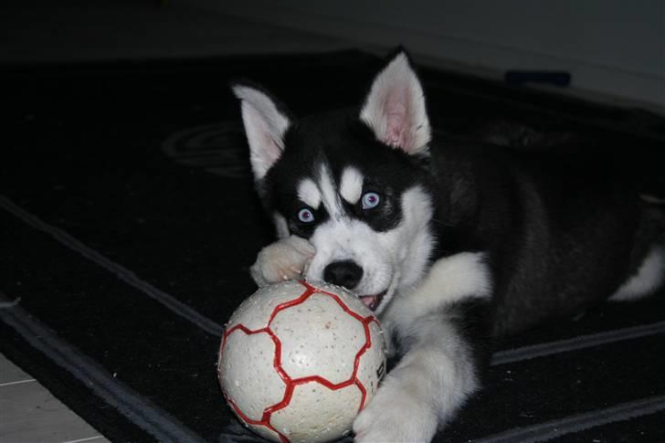 Siberian husky Enzo - Enzo der fik et lille chok af blitzen billede 2
