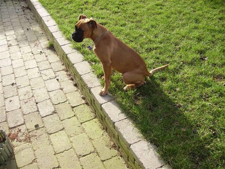 Boxer NEA - Nea ;-) billede 1