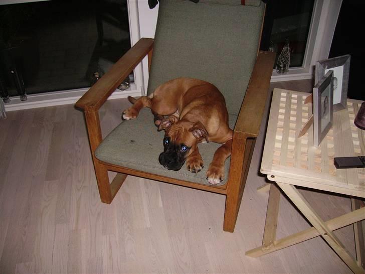 Boxer NEA - Man blir for stor til hygge ;-) billede 2