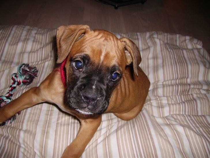 Boxer NEA - Nea 8 uger gammel billede 3