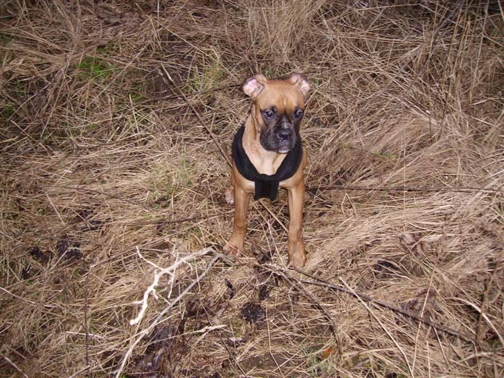 Boxer NEA - Aktiv hund, der har brug for megen motion billede 4