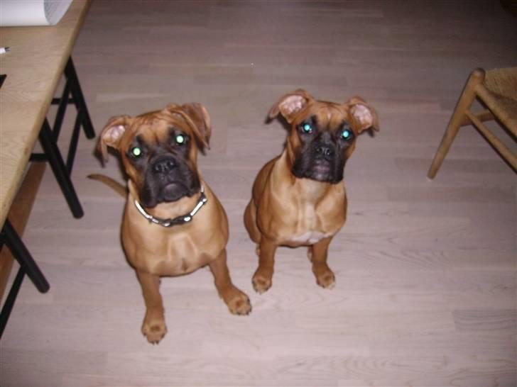 Boxer NEA - Nea- og bror Balou billede 5