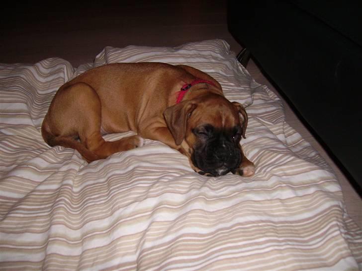 Boxer NEA - Nea- Træt lille hunde-baby billede 6