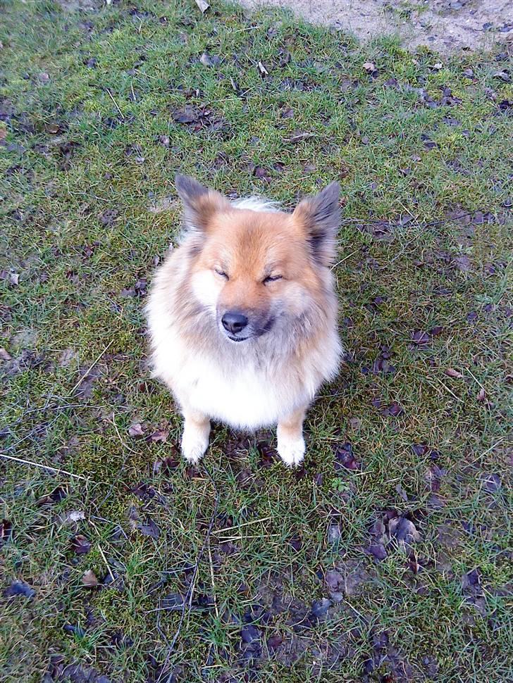 Islandsk fårehund Binnie billede 1
