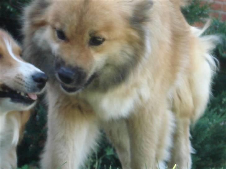 Islandsk fårehund Binnie billede 2