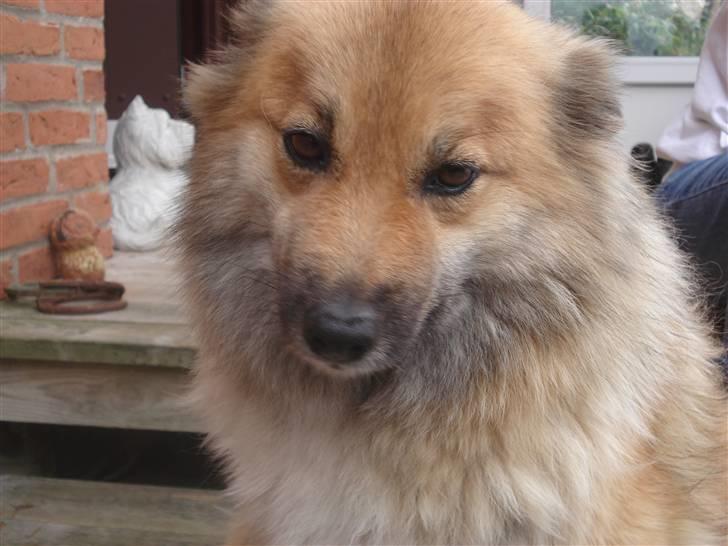 Islandsk fårehund Binnie billede 3