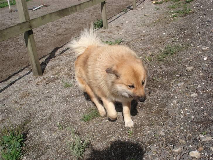 Islandsk fårehund Binnie - Binnie der er ved at blæse væk :D  billede 4