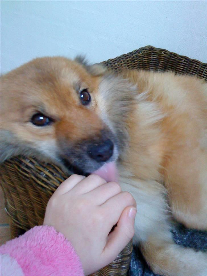 Islandsk fårehund Binnie billede 5