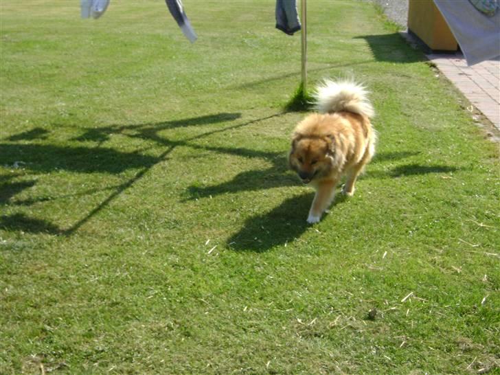 Islandsk fårehund Binnie billede 6