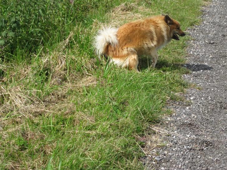 Islandsk fårehund Binnie - Binnie der er i gang med at lave humhum billede 7