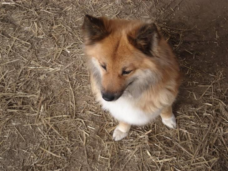 Islandsk fårehund Binnie billede 8