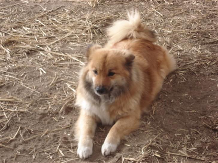 Islandsk fårehund Binnie billede 9