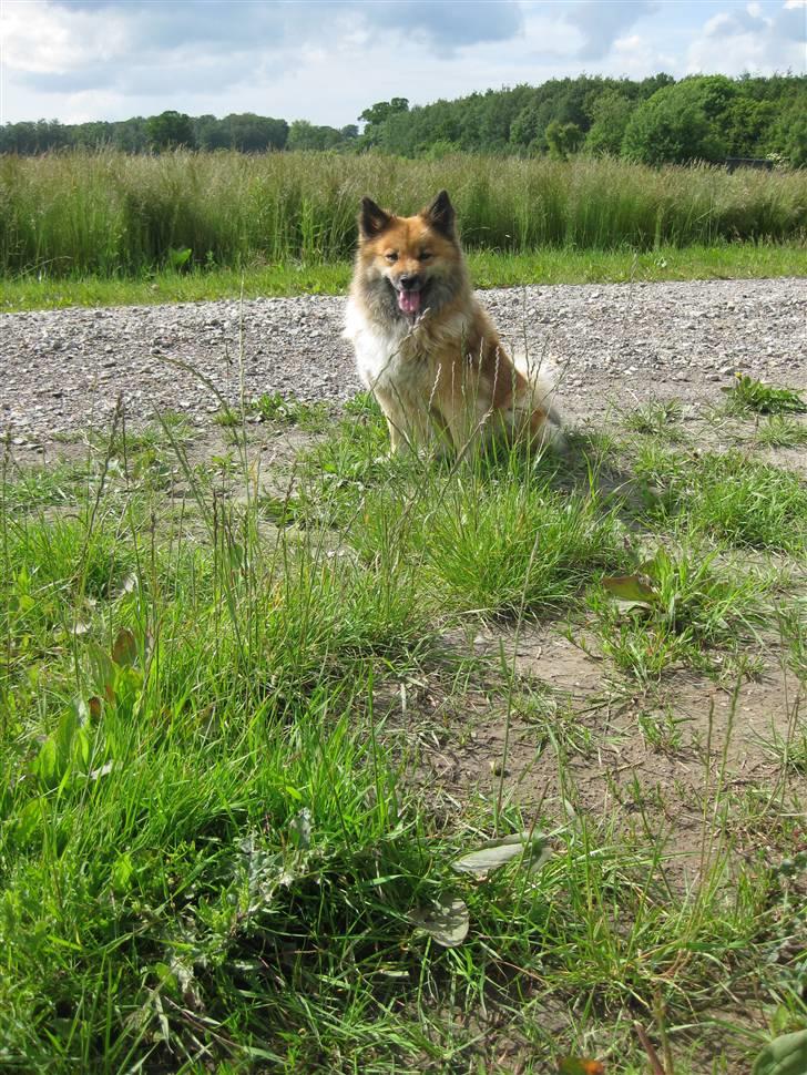 Islandsk fårehund Binnie billede 10