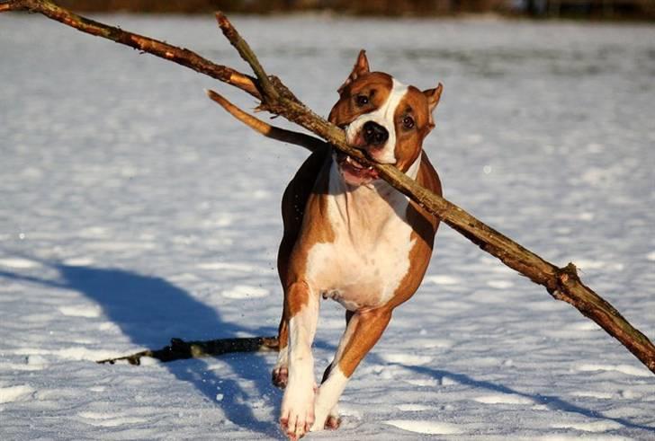 Amerikansk staffordshire terrier *SHADIE* billede 10