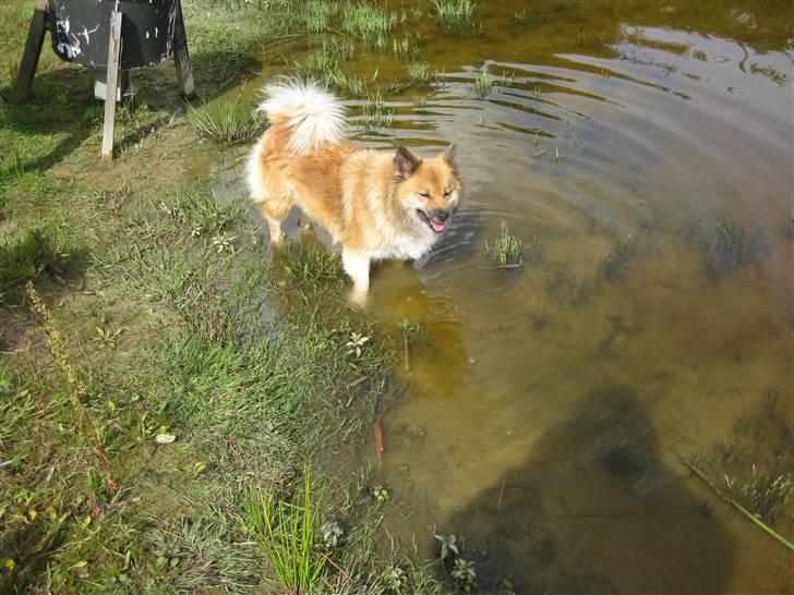 Islandsk fårehund Binnie - binnie der lige dupper fusserne . billede 11