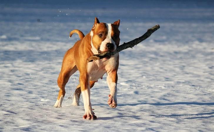 Amerikansk staffordshire terrier *SHADIE* billede 11