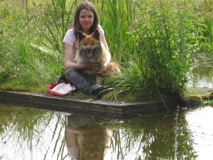 Islandsk fårehund Binnie - Miig og smukke Binnie . billede 12