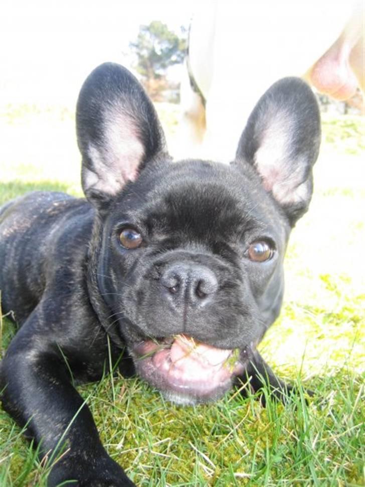 Fransk bulldog Tyson billede 1