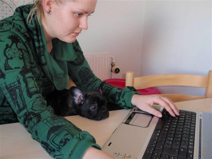 Fransk bulldog Tyson billede 2