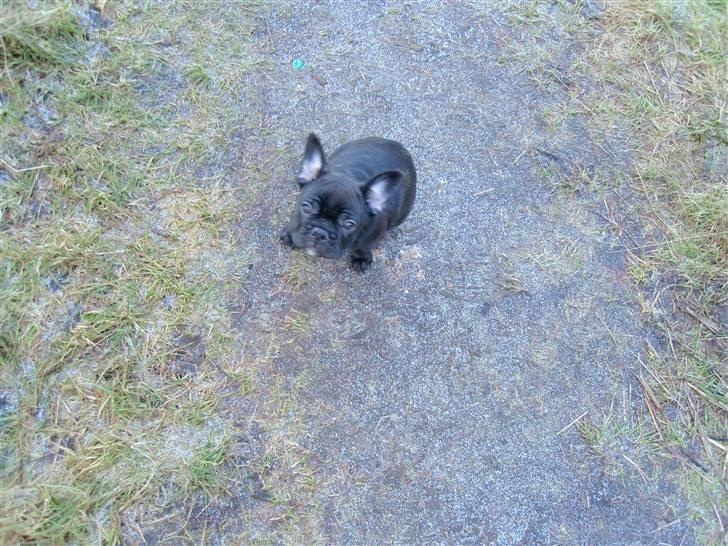 Fransk bulldog Tyson billede 3