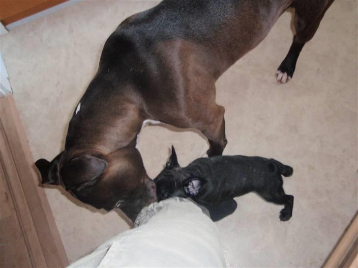 Fransk bulldog Tyson billede 4