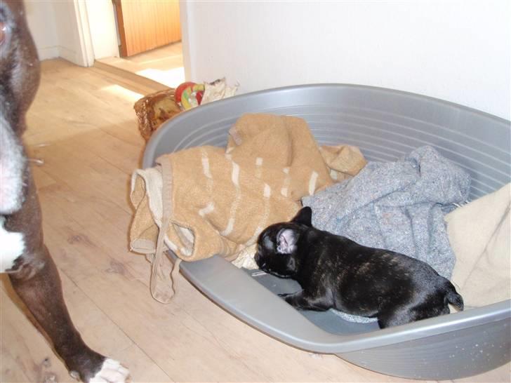 Fransk bulldog Tyson billede 5