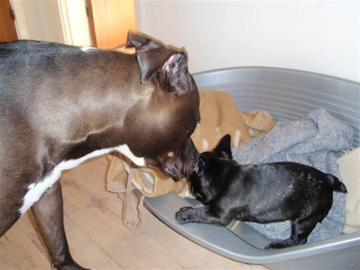 Fransk bulldog Tyson billede 6