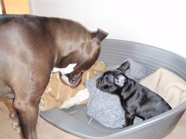 Fransk bulldog Tyson billede 7