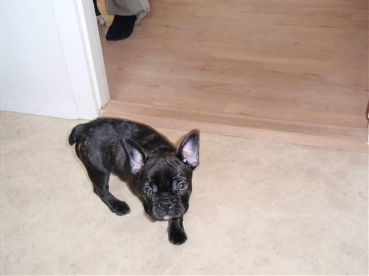 Fransk bulldog Tyson billede 8